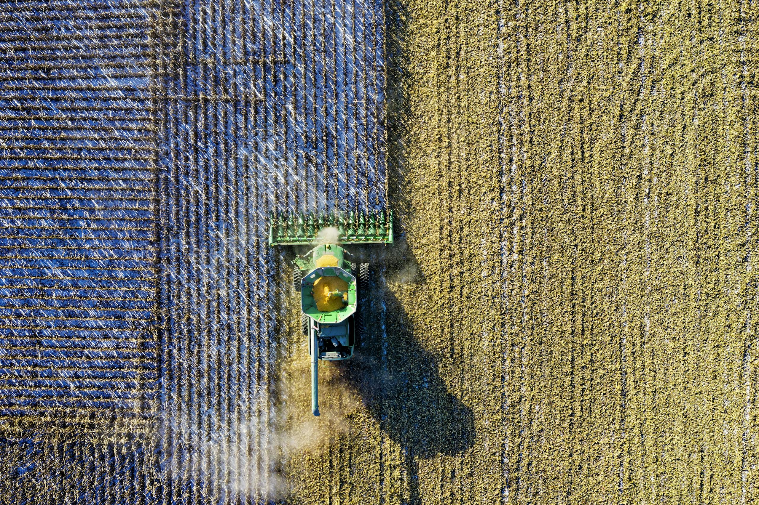 Aerial drone shot of a combine harvester working in a cornfield during harvest season in rural Minnesota.